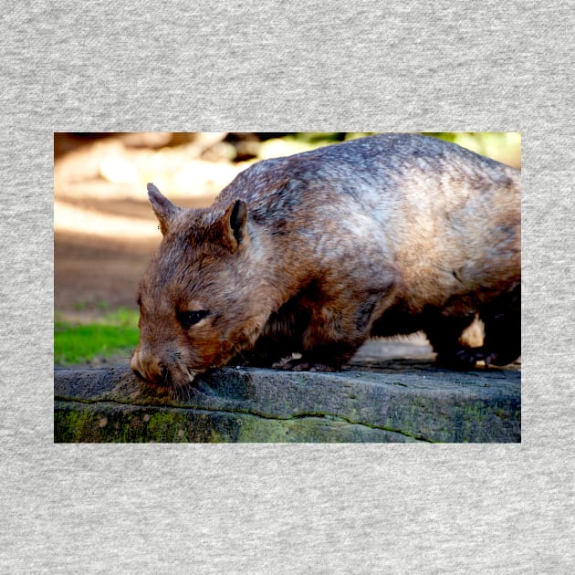 Hairy Nosed Wombat by GP1746